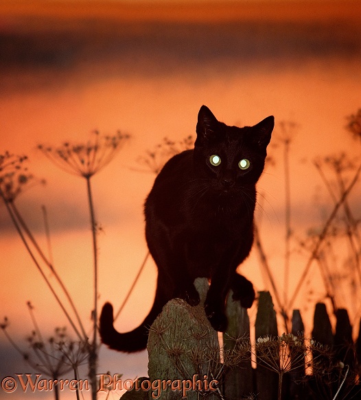 Black cat, silhouetted against sunset sky, showing brilliant reflection from tapetum