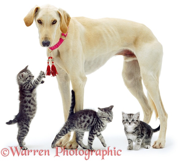 Saluki Lurcher Swift and three silver tabby kittens, white background