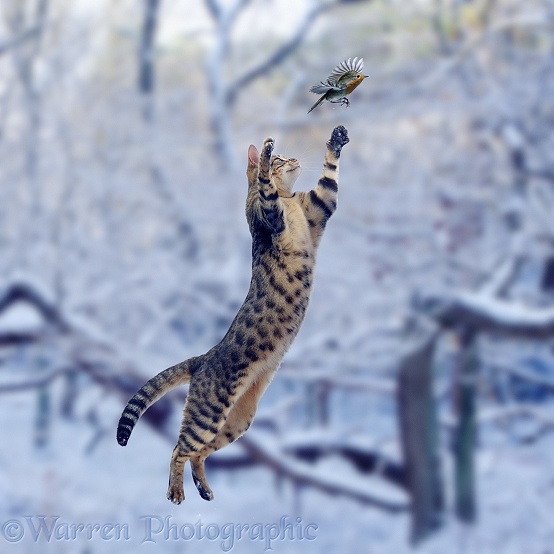 Bengal female cat, Oosha, making a grasping leap at a robin