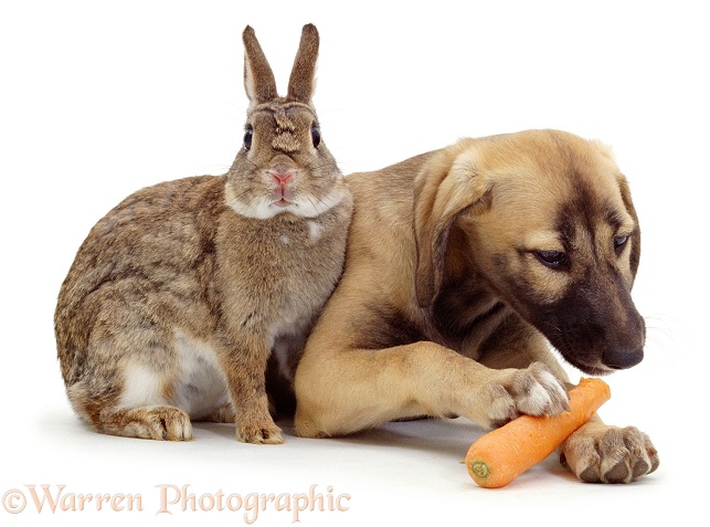 Saluki Lurcher pup, Tansy eating a carrot, stolen from agouti dwarf rabbit, white background