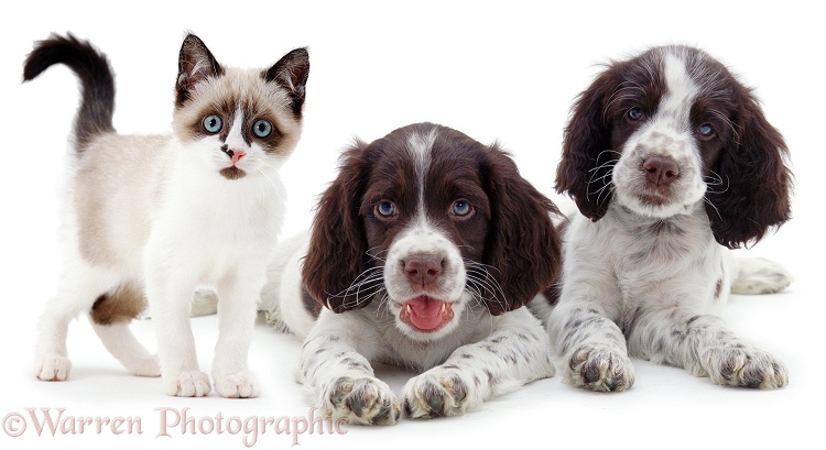 Snowshoe kitten, Eyebright, with English Springer Spaniel puppies, white background