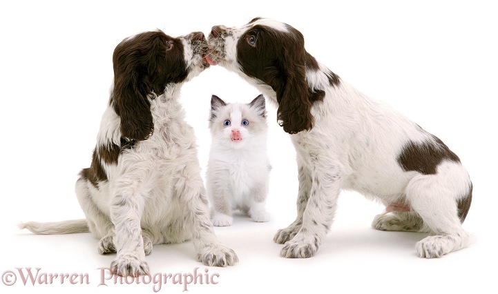 English Springer Spaniel puppies, 7 weeks old, with Seal-point Ragdoll kitten, 8 weeks old, white background