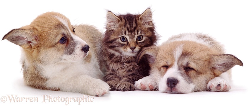 Fluffy tabby kitten with Pembrokeshire Welsh Corgi puppies, white background
