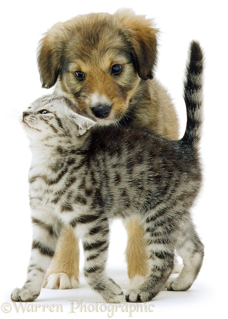 Silver Tabby kitten and Border Collie-cross puppy Dylan playing, white background