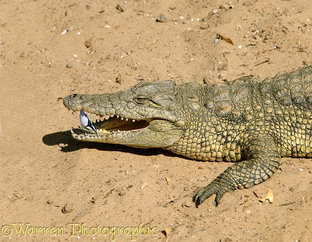 Nile Crocodile (Crocodylus niloticus) with Egyptian Plover or Crocodile Bird (Pluvianus aegyptius) - digital reconstruction of popular myth