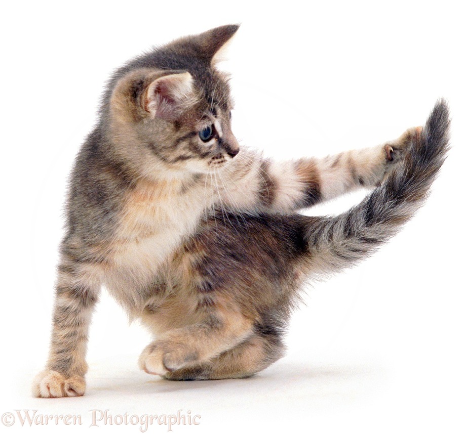 Grey kitten chasing its tail, white background