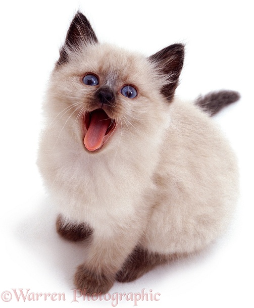 Colourpoint Siamese kitten looking up and yawning, white background