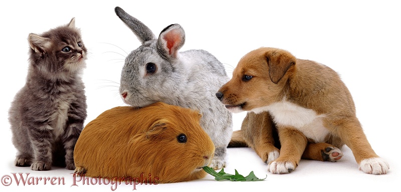 Lakeland Terrier x Border Collie, Henry, with a rabbit, Guinea pig and kitten, white background