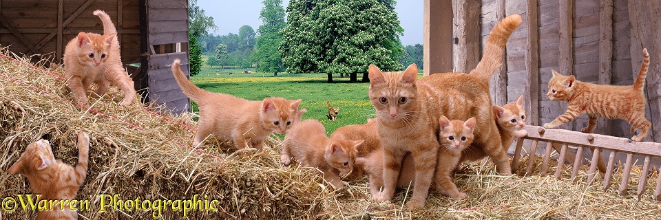 A ginger mother cat and her kittens playing on straw bales in a barn