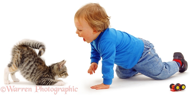 Luke, 18 months old, plays with squirrel-tail kitten who is pouncing, in a play-bow, white background