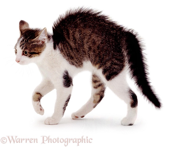 Kitten in playful witch's cat posture, white background