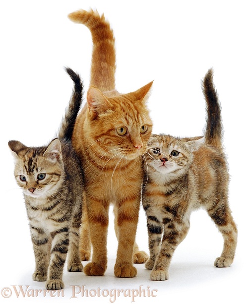 Ginger cat with kittens, white background