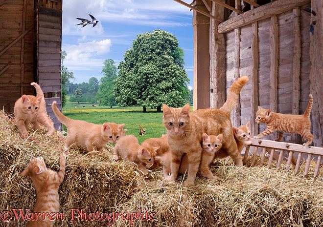 A ginger mother cat and her kittens playing on straw bales in a barn