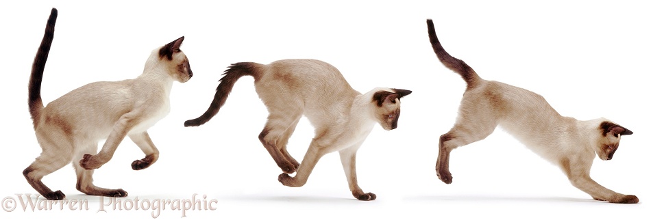 Siamese cat bounding triple image, white background
