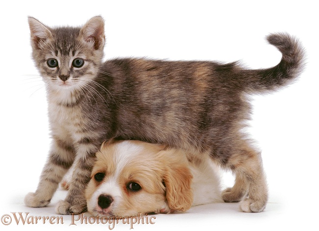 Cavalier x Spitz pup and blue tabby kitten, 8 weeks old, white background