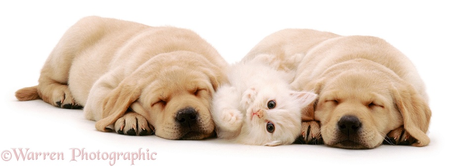 Playful cream kitten, 8 weeks old, with sleeping Yellow Labrador Retriever pups, 6 weeks old, white background