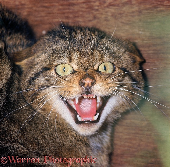 Scottish Wildcat (Felis silvestris grampia) defensive hissing - eyes and mouth wide, teeth bared, ears flat