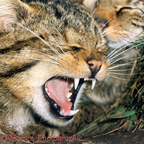 Scottish Wildcat (Felis silvestris grampia) yawning