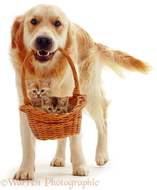 Golden Retriever, Jez, with two kittens in a basket, white background