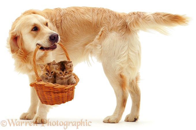 Golden Retriever, Jez, with two kittens in a basket, white background