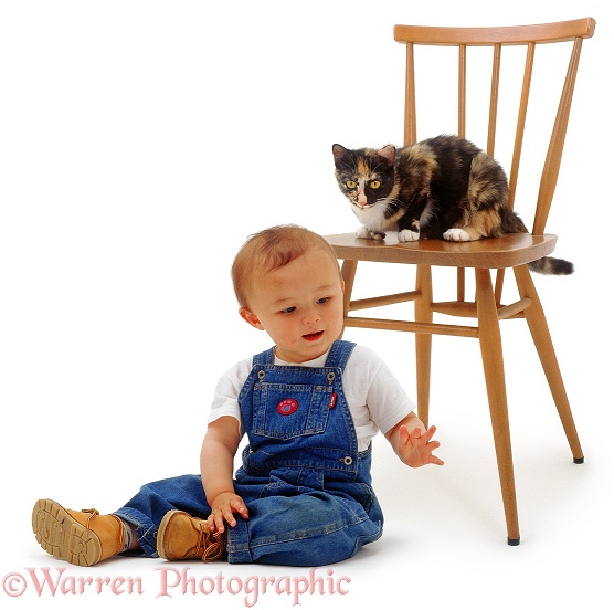 Oriental toddler, James, 15 months old, causes the house cat to take refuge on a chair, white background