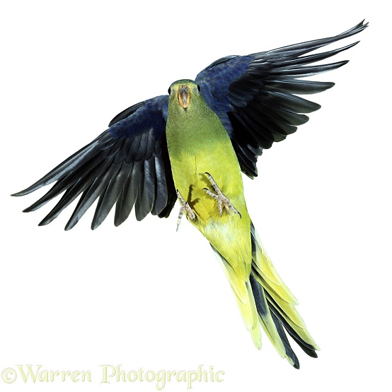 Elegant Parrot or Elegant Grass Parakeet (Neophema elegans) in flight, white background