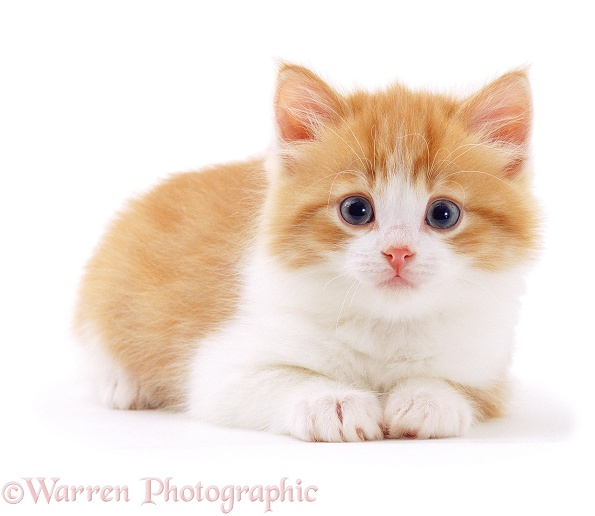Ginger-and-white kitten, white background