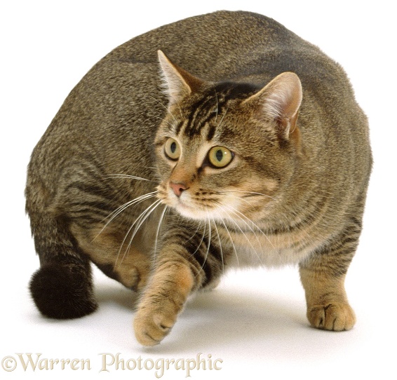 Agouti tabby male cat, Mowgli furtively prowling and poised for flight, white background