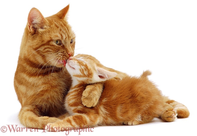 Red tabby Mother cat, Glenda, holding her red kitten while she licks his face, white background