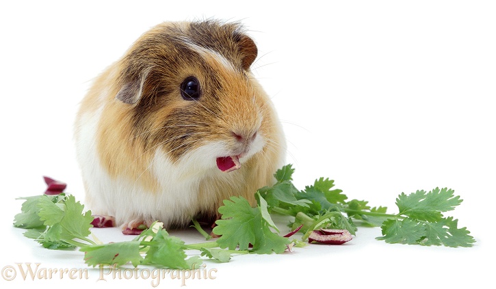 Female Guinea pig, Blondie, eating radishes and coriander leaves, white background