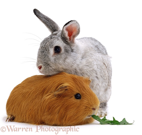 Rabbit and Guinea pig, white background