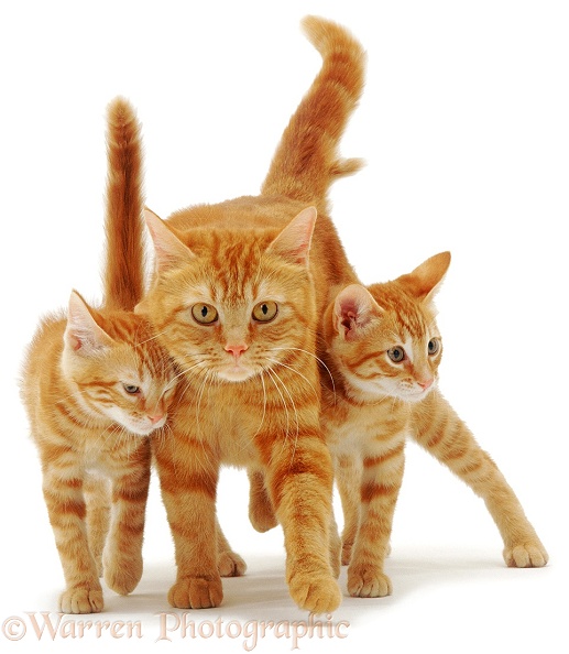 British Shorthair red tabby cat, Glenda, with two of her 12-week-old red kittens rubbing as they walk, white background