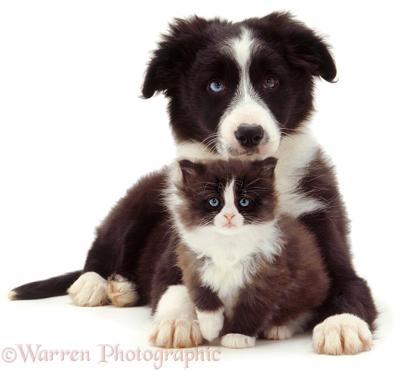 Black-and-white Border Collie puppy and kitten, white background