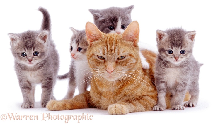 Ginger female cat, Lucky, with four foster kittens, white background