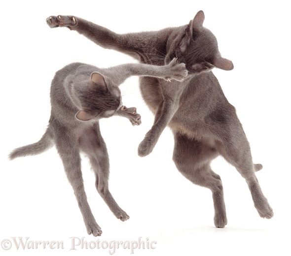 Korat mother cat, Kami, playing with a kitten, white background