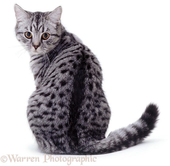 Silver-spotted British Shorthair-cross female cat, Aster, looking round over her shoulder, white background