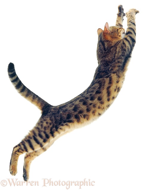 Brown spotted Bengal cat leaping, white background