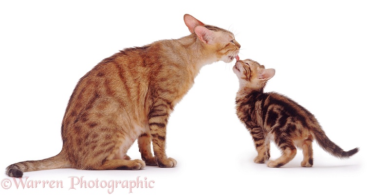 Brown spotted Bengal mother cat, Rasha, licking her brown tabby kitten, Spike, white background