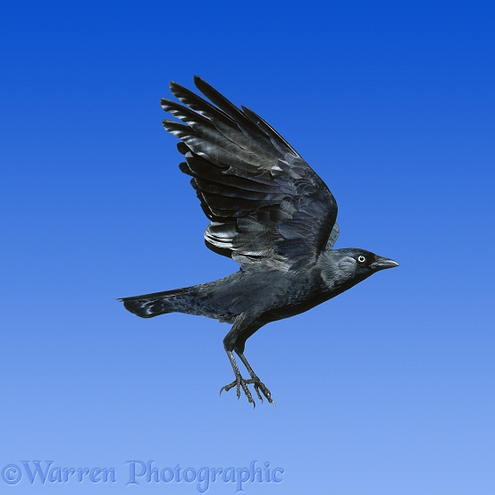 Jackdaw (Corvus monedula) in flight.  Europe