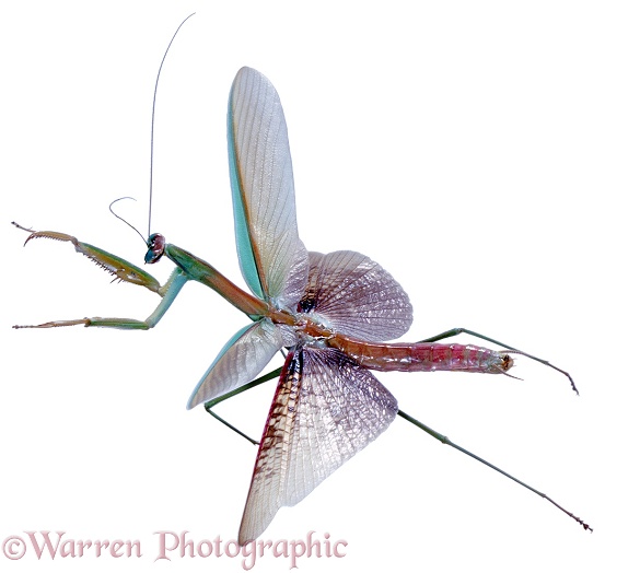 Japanese Mantis (Paratenodera ardifolia) adult in flight, white background