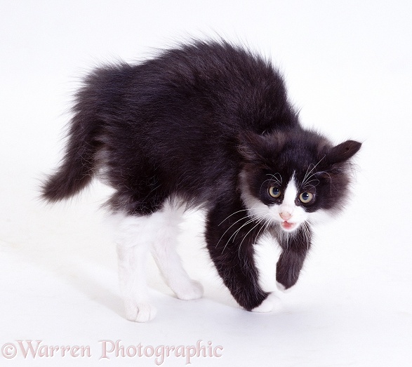 Black-and-white kitten Felix in defensive display (has seen off Pembrokeshire Welsh Corgi pup), white background