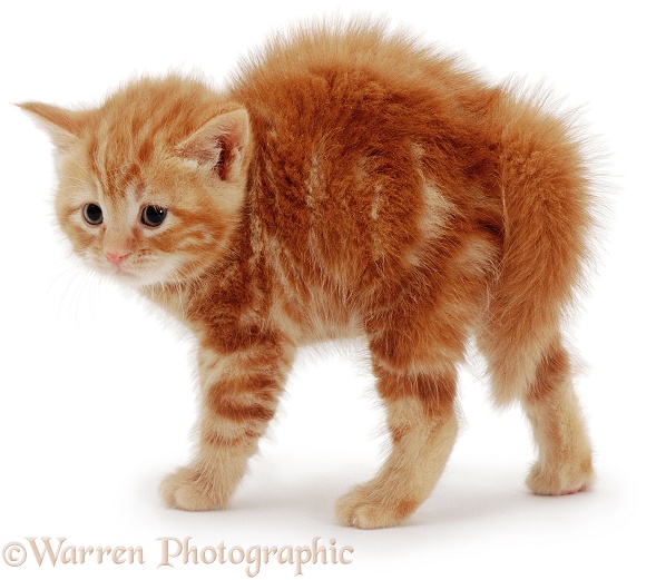 Fluffy ginger kitten with arched back, white background