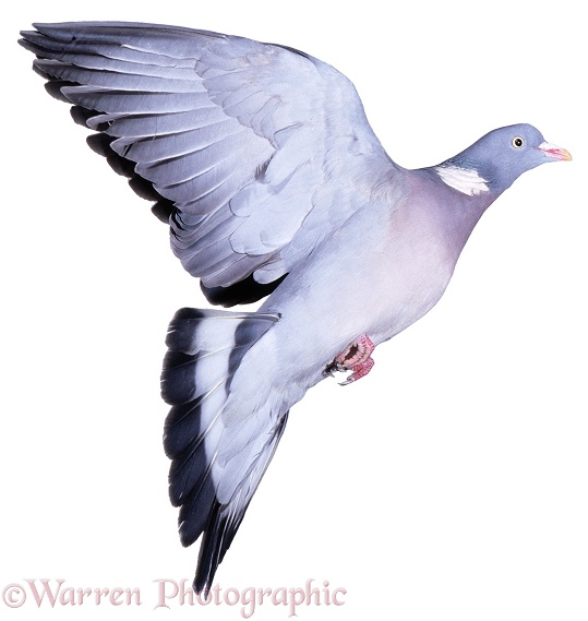 Wood Pigeon (Columba palumbus) male, taking off, white background