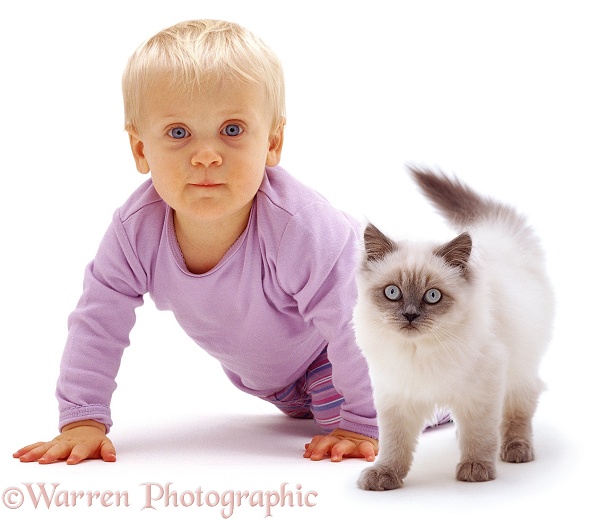 Siena and Blue colour-point Birman-cross kitten, Scilla, white background