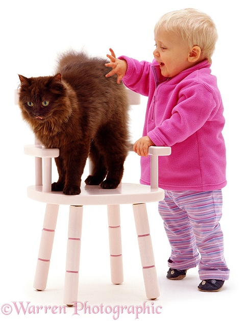 Siena and Chocolate Persian-cross female cat Chloe, 6 months old, on a pink child's chair, white background