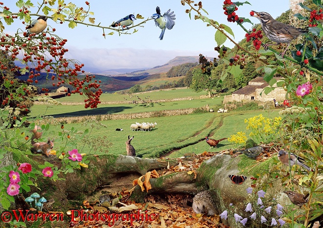 Yorkshire Dales Hedgerow jigsaw with Hedgehog (Erinaceus europaeus), Hare (Lepus capensis), Red Squirrel (Sciurus vulgaris), Blue Tits (Parus caeruleus), Redwing (Turdus iliacus), Bullfinch (Pyrrhula pyrrhula)
