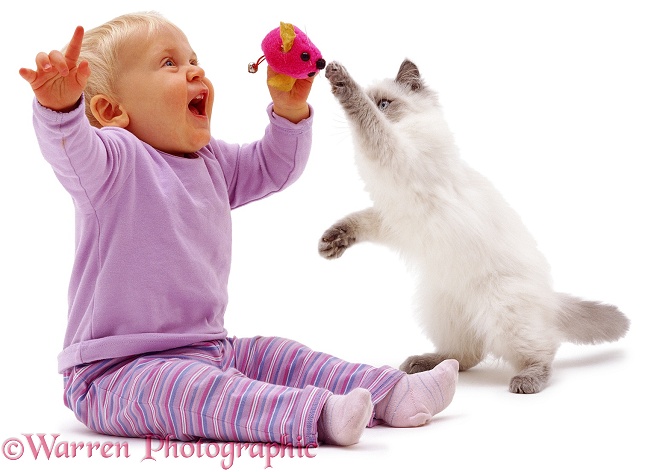 Siena with mouse toy and kitten, white background