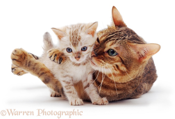 Brown Spotted Bengal mother cat cuddling her Sepia Snow kitten, white background