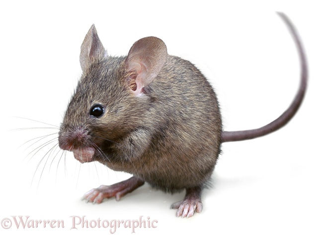 House Mouse (Mus musculus), white background