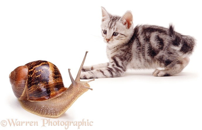 Silver kitten and snail, white background